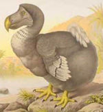 The Dodo, a bird of Mauritius, became extinct during the mid-late seventeenth century after humans destroyed the forests where the birds made their homes and introduced animals that ate their eggs.