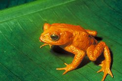 The Golden Toad of Costa Rica, extinct since around 1989. Its disappearance has been attributed to climate change.