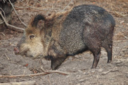 A Collared Peccary, surviving relative of the extinct Giant Peccary.