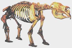 The Diprotodon became extinct around 50,000 years ago.