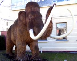 The Woolly Mammoth became extinct around 12,000 years ago.