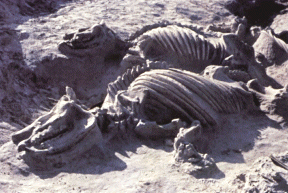 Two Rhino Skeletons
