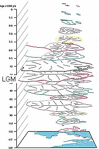 LGM Vegetation