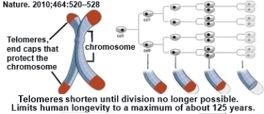 Telomeres