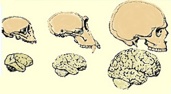 Brain sizes