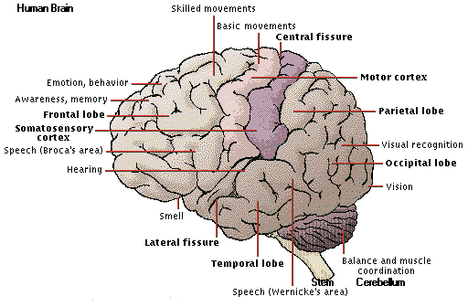 The human brain and its functions