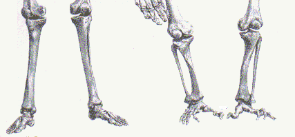 Human and Ape feet