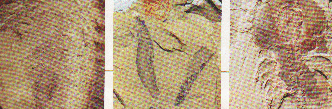 Cambrian fossils