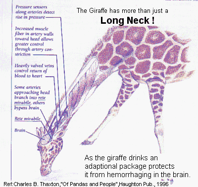 Giraffe adaption package