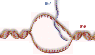 dna/rna transcription