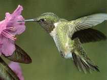 hummingbird