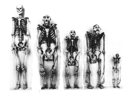 Skeleton comparisons